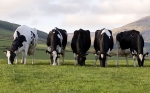 Cows inline