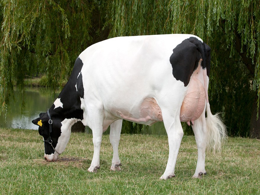 cow 9